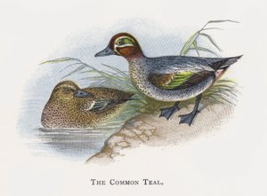 El Cerceta Común de Alexander Francis Lydon